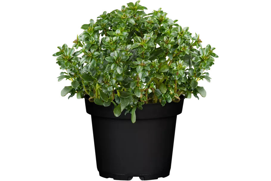 Iberis sempervirens 'Pink Ice'®