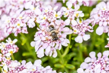 Iberis sempervirens 'Pink Ice'®