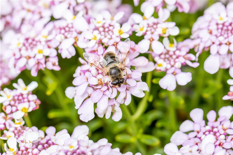 Iberis sempervirens 'Pink Ice'®