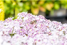 Iberis sempervirens 'Pink Ice'®