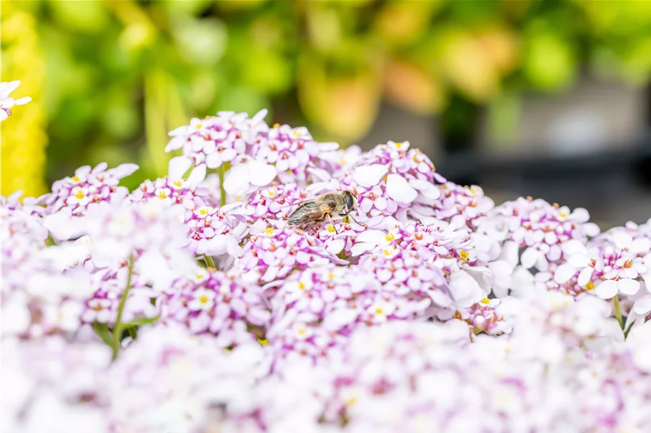Iberis sempervirens 'Pink Ice'®