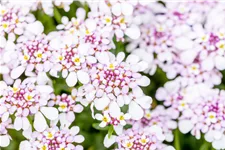 Iberis sempervirens 'Pink Ice'®