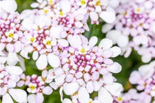 Iberis sempervirens 'Pink Ice'®