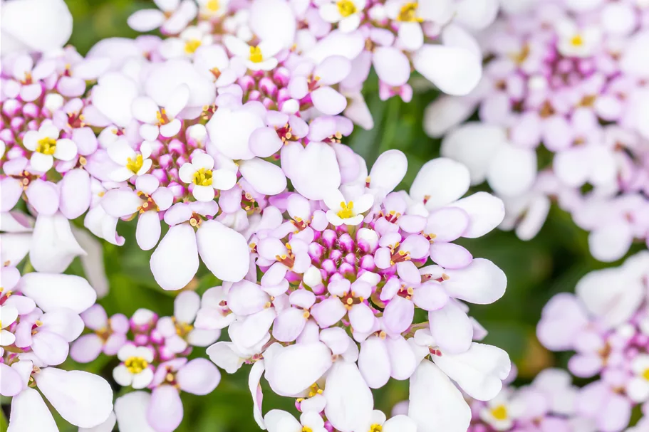 Iberis sempervirens 'Pink Ice'®