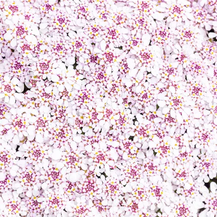 Iberis sempervirens 'Pink Ice'®