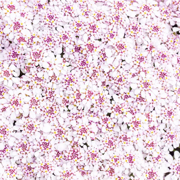 Iberis sempervirens 'Pink Ice'®