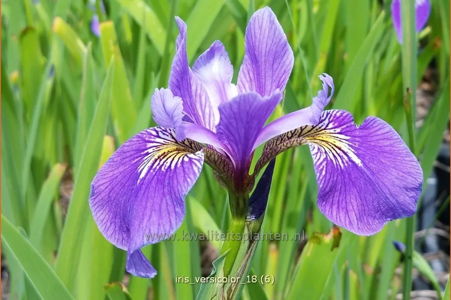 Iris versicolor
