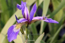 Iris versicolor