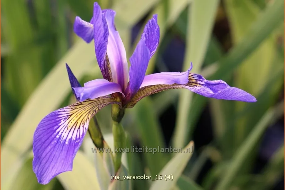 Iris versicolor