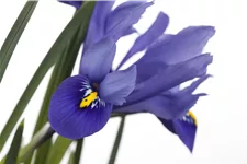Iris versicolor