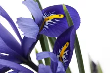 Iris versicolor