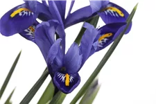 Iris versicolor