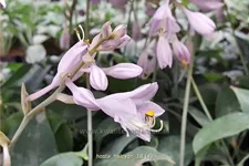Hosta x tardiana 'Halcyon'