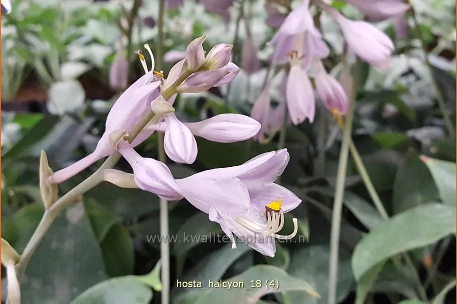 Hosta x tardiana 'Halcyon'