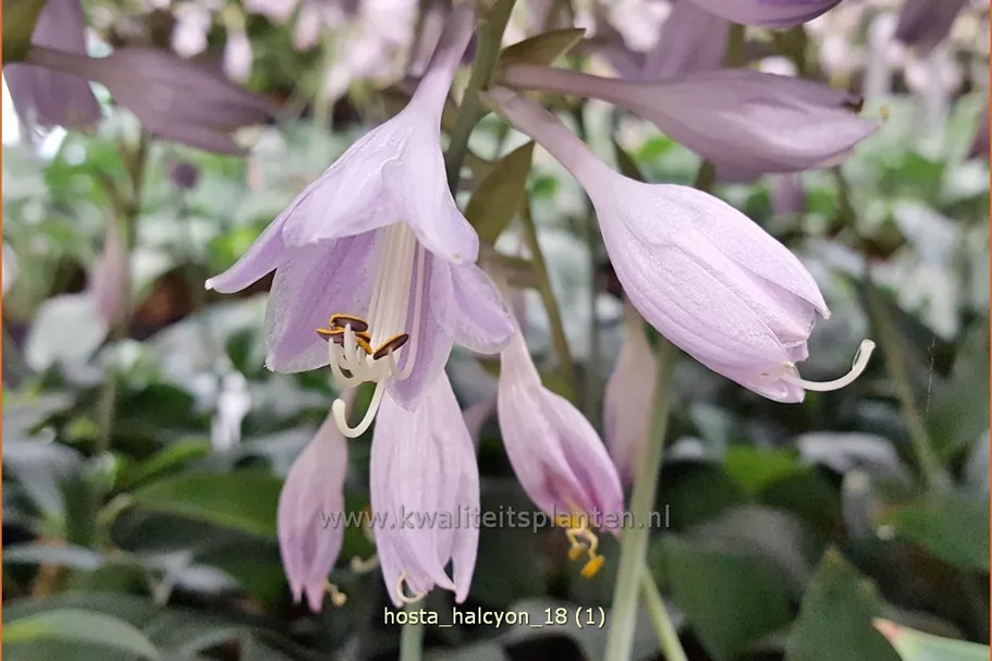 Hosta x tardiana 'Halcyon'