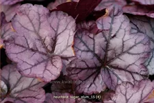 Heuchera 'Sugar Plum'