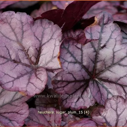 Heuchera 'Sugar Plum'