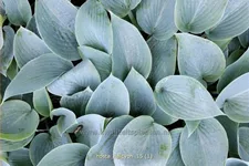 Hosta x tardiana 'Halcyon'