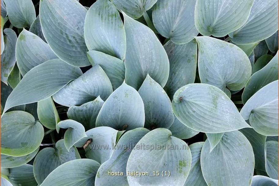 Hosta x tardiana 'Halcyon'