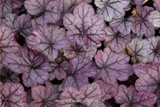 Heuchera 'Sugar Plum'