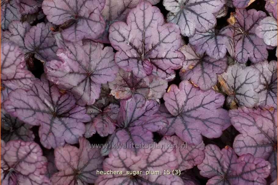Heuchera 'Sugar Plum'