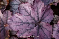 Heuchera 'Sugar Plum'