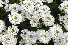 Iberis sempervirens 'Snowflake'