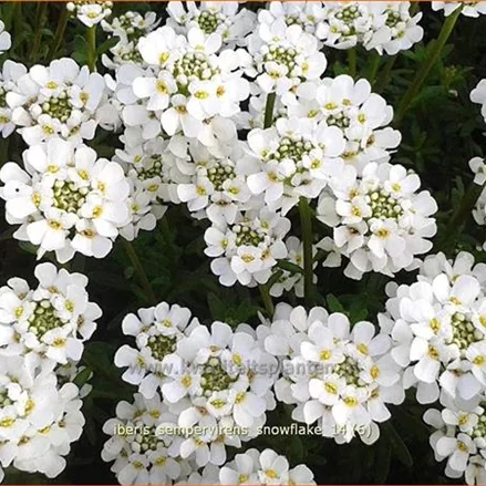 Iberis sempervirens 'Snowflake'