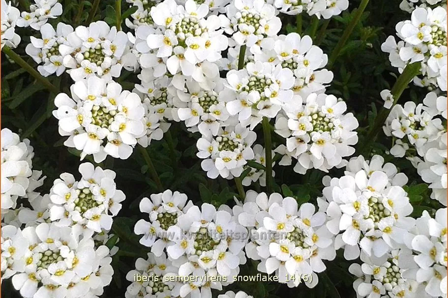 Iberis sempervirens 'Snowflake'