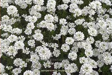 Iberis sempervirens 'Snowflake'