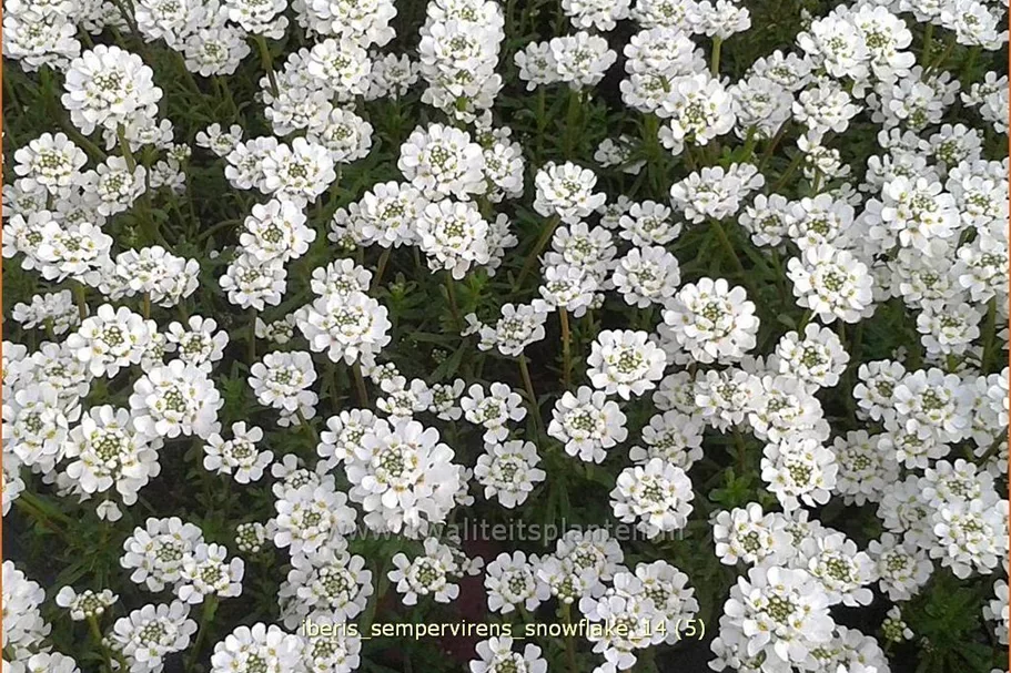 Iberis sempervirens 'Snowflake'