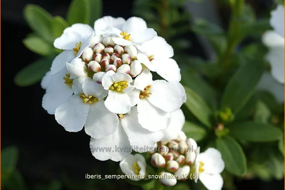 Iberis sempervirens 'Snowflake'