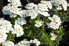 Iberis sempervirens 'Snowflake'