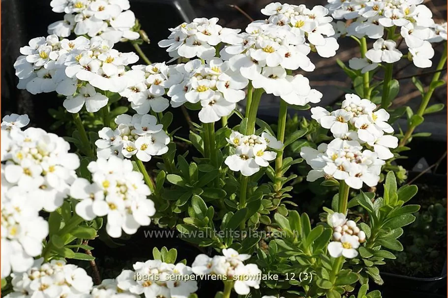 Iberis sempervirens 'Snowflake'