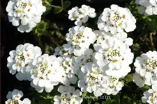 Iberis sempervirens 'Snowflake'