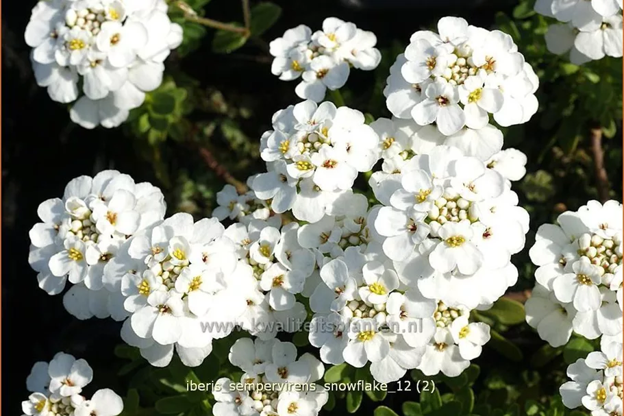 Iberis sempervirens 'Snowflake'