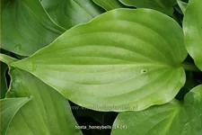 Hosta plantaginea 'Honeybells'