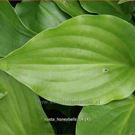 Hosta plantaginea 'Honeybells'