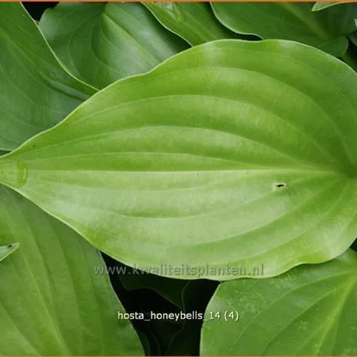 Hosta plantaginea 'Honeybells'