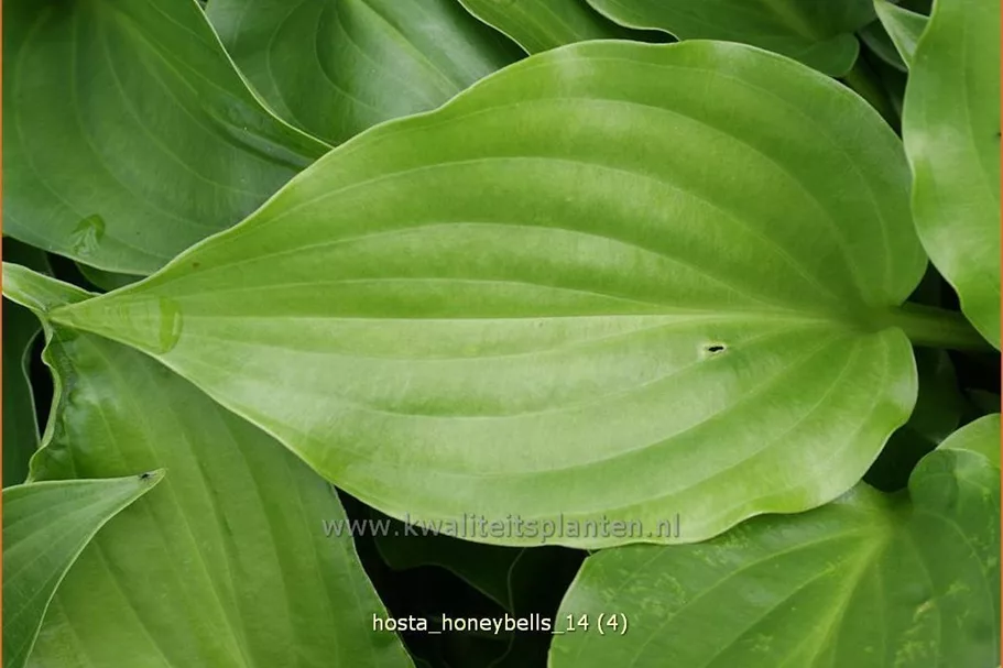 Hosta plantaginea 'Honeybells'