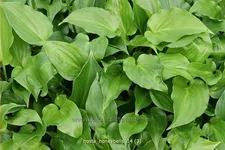 Hosta plantaginea 'Honeybells'