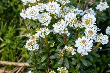 Iberis sempervirens 'Zwergschneeflocke'