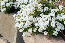 Iberis sempervirens 'Zwergschneeflocke'