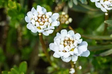 Iberis sempervirens 'Zwergschneeflocke'