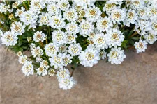 Iberis sempervirens 'Zwergschneeflocke'