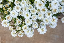 Iberis sempervirens 'Zwergschneeflocke'
