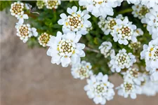 Iberis sempervirens 'Zwergschneeflocke'