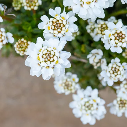 Iberis sempervirens 'Zwergschneeflocke'