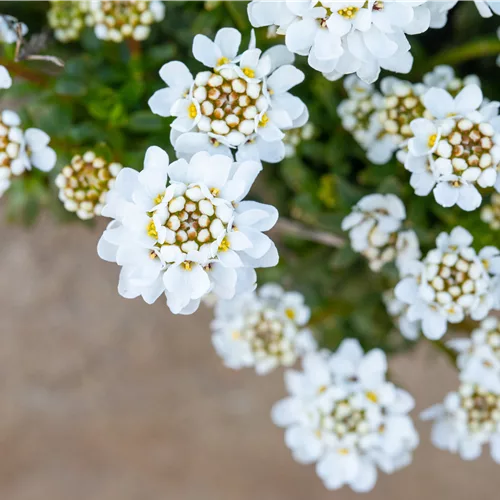 Iberis sempervirens 'Zwergschneeflocke'