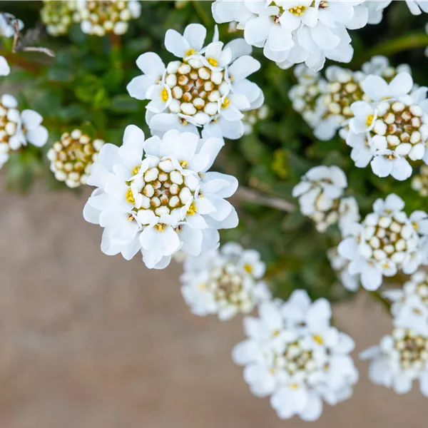 Iberis sempervirens 'Zwergschneeflocke'